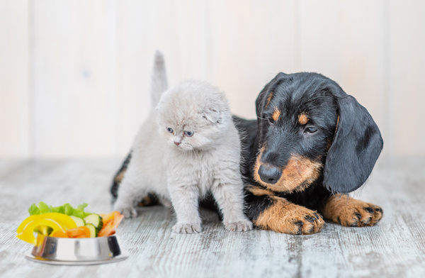 Alimentazione del Cane e del Gatto