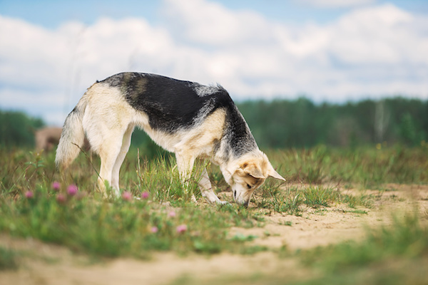 I Segnali di Calma e Pacificazione nel Cane