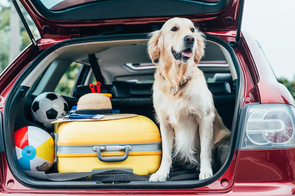 Viaggi con il Proprio Pet